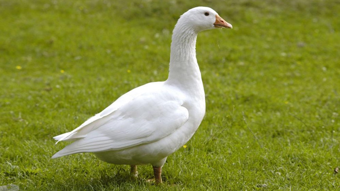 Blöde Gans? Weit gefehlt! (Bild: Archiv)