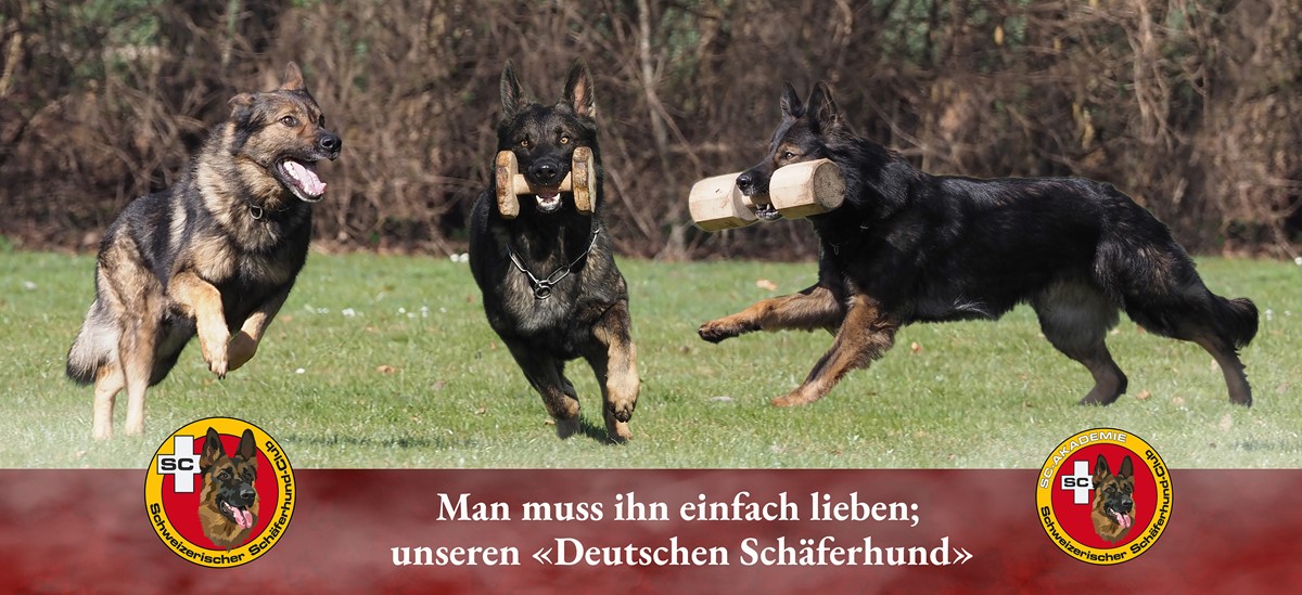 Schweizerischer Schäferhund-Club