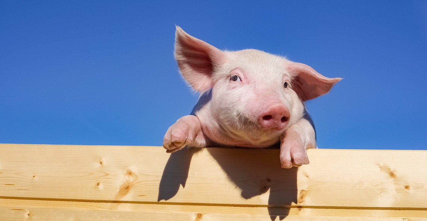 Schwein gehabt (Bild: IMAGO)