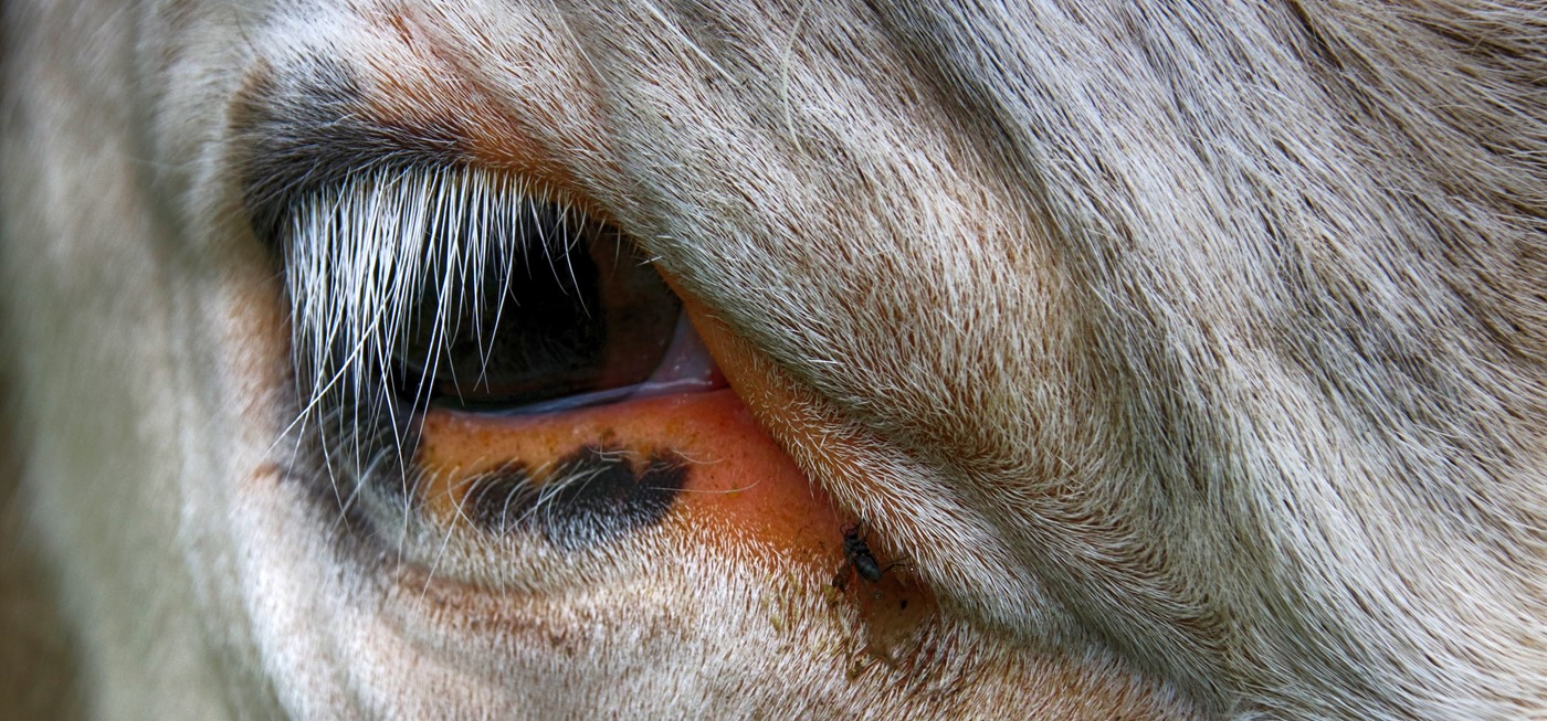 Wimpern, die klimpern (Bild: IMAGO)