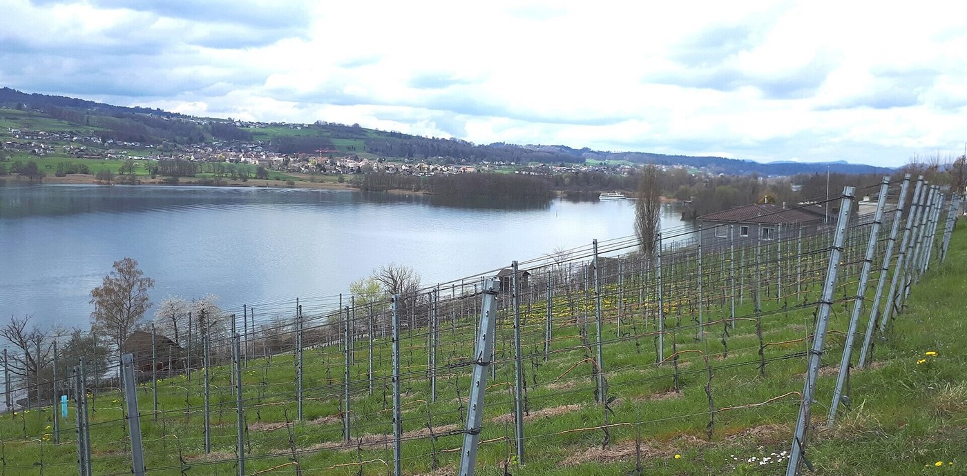 Hallwilersee (Bild: Wikipedia)