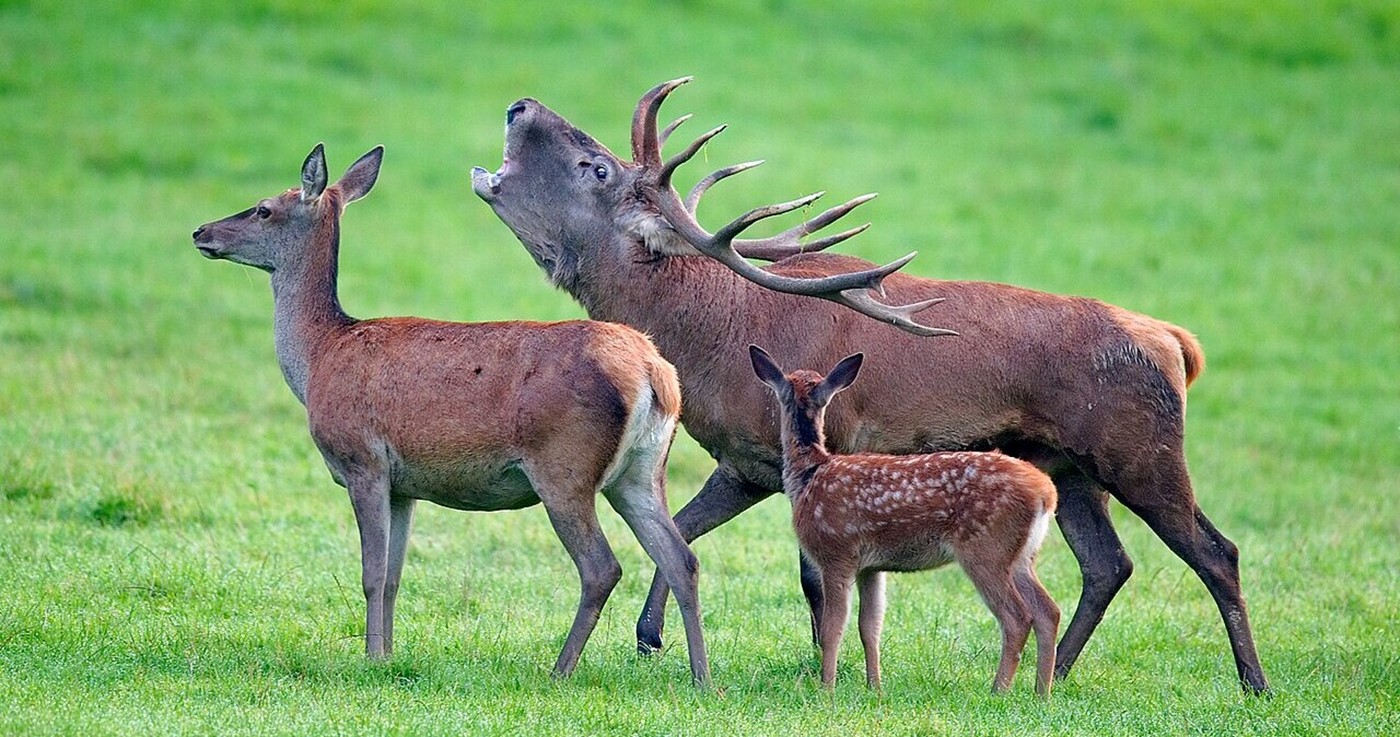 Im Visier (Bild: Wikipedia)