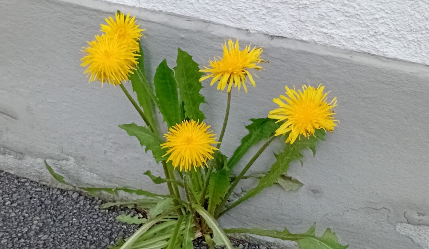 Frühlingsgruss (Bild: sporttotal.ch)