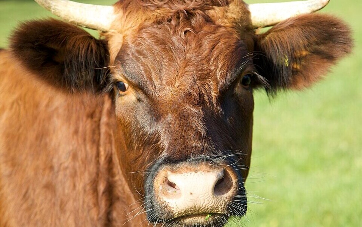 Nachwuchshoffnung (Bild: Wikipedia)