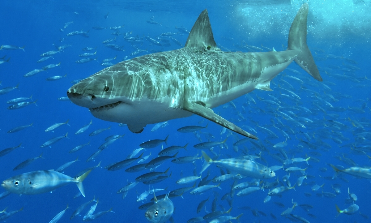 Bei den Fischen