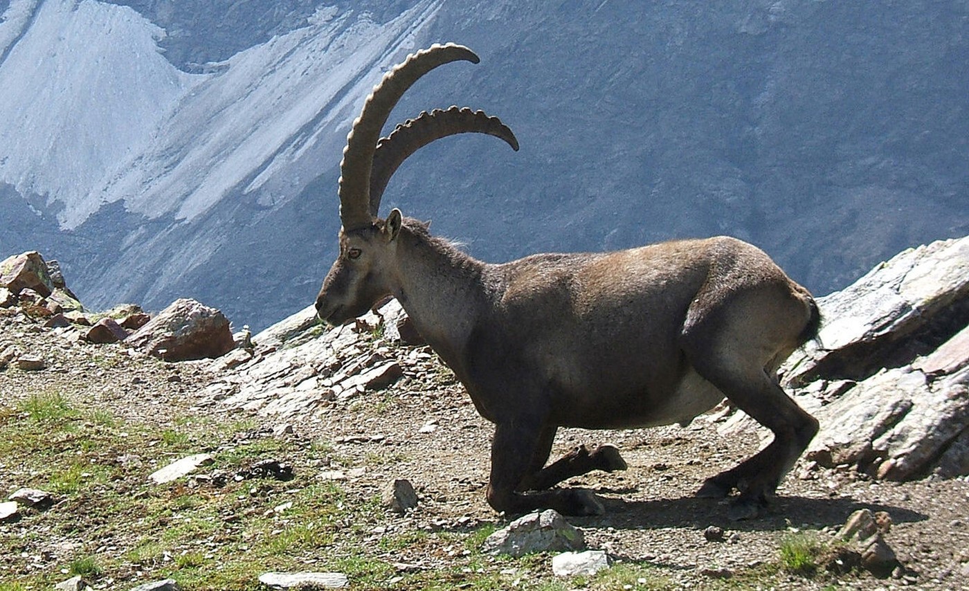 Steinbock (Bild: Wikipedia)